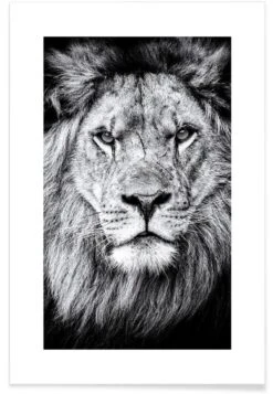 Poster "Portrait Of A Regal Lion" In Schwarz & Weiß