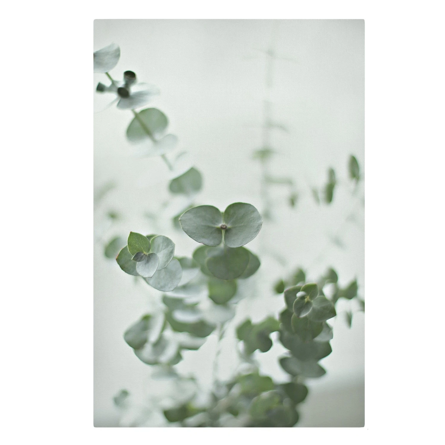 Leinwandbild - Wachsende Eukalyptuszweige In Grün 3 Leinwandbild - Wachsende Eukalyptuszweige In Grün