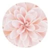 Runde Tapete - Dahlie In Pastellrosa In Rosa -Heimdekoration wallart runde tapete dahlie in pastellrosa in rosa