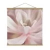 Stoffbild Mit Posterleisten - Rosane Sukkulentenblüte In Rosa 1 Stoffbild Mit Posterleisten - Rosane Sukkulentenblüte In Rosa -Heimdekoration wallart stoffbild mit posterleisten rosane sukkulentenblute in rosa